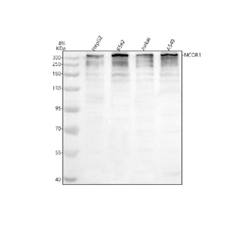 Western blot analysis of NCOR1 using anti-NCOR1 antibody. Electrophoresis was performed on a 8% SDS-PAGE gel at 80V (Stacking gel) / 120V (Resolving gel) for 2 hours. Lane 1: human HepG2 whole cell lysates, Lane 2: human K562 whole cell lysates, Lane 3: human Jyrkat whole cell lysates, Lane 4: human whole cell lysates. After electrophoresis, proteins were transferred to a nitrocellulose membrane at 150 mA for 50-90 minutes. Blocked the membrane with 5% non-fat milk/TBS for 1.5 hour at RT. The membrane was incubated with rabbit anti-NCOR1 antibody at 0.5 ug/ml overnight at 4oC, then washed with TBS-0.1%Tween 3 times with 5 minutes each and probed with a goat anti-rabbit IgG-HRP secondary antibody at a dilution of 1:5000 for 1.5 hour at RT. The signal was developed using an ECL Plus Western Blotting Substrate. A dominant band is observed at ~300 kDa corresponding to full-length N-CoR. Multiple lower bands between ~200 kDa and ~80 kDa are present and are consistent with documented NCOR1 isoforms and proteolytic cleavage products (including caspase-dependent fragments) commonly observed for this large nuclear co-repressor in cell lysates.