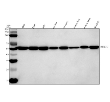 Western blot analysis of Tubulin Alpha using anti-Alpha Tubulin antibody. Lane 1: human whole cell lysates, Lane 2: human 293T whole cell lysates, Lane 3: human Hela whole cell lysates, Lane 4: rat liver tissue lysates, Lane 5: rat heart tissue lysates, Lane 6: mouse liver tissue lysates, Lane 7: mouse heart tissue lysates, Lane 8: mouse NIH/3T3 whole cell lysates. After electrophoresis, proteins were transferred to a nitrocellulose membrane at 150 mA for 50-90 minutes. Blocked the membrane with 5% non-fat milk/TBS for 1.5 hour at RT. The membrane was incubated with rabbit anti-Alpha Tubulin antibody at 0.25 ug/ml overnight at 4oC, then washed with TBS-0.1%Tween 3 times with 5 minutes each and probed with a goat anti-rabbit IgG-HRP secondary antibody at a dilution of 1:5000 for 1.5 hour at RT. The signal was developed using enhanced chemiluminescent. The predicted molecular weight of Tubulin Alpha is at 50 kDa.