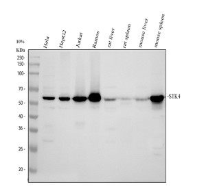 STK4 Antibody by WB in human and rodent cell and tissue lysates. Western blot analysis using rabbit polyclonal STK4 Antibody. Lane 1: HeLa; lane 2: HepG2; lane 3: Jurkat; lane 4: Ramos; lane 5: rat liver; lane 6: rat spleen; lane 7: mouse liver; lane 8: mouse spleen. Samples were separated by 10% SDS-PAGE under reducing conditions, with 30 ug loaded per lane. A prominent band is detected at approximately 56 kDa, matching the predicted molecular weight of STK4. Signal intensity varies among samples, with minimal additional background staining. This Mammalian STE20-like Kinase 1 Polyclonal Antibody was used at 0.5 ug/ml.