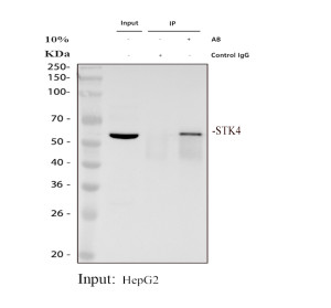 STK4 Antibody by IP and WB in HepG2 cells. Immunoprecipitation of STK4 from human HepG2 lysate using rabbit polyclonal STK4 Antibody, followed by western blot detection. Lane 1: HepG2 input (30 ug); lane 2: rabbit control IgG IP; lane 3: IP using 2 ug antibody with 500 ug lysate. Western blot detection used the same antibody at 0.5 ug/ml. A distinct band near 56 kDa appears in the input and antibody IP lanes but is absent from the control IgG lane, supporting antibody-dependent enrichment. This Mammalian STE20-like Kinase 1 Polyclonal Antibody demonstrates IP activity.