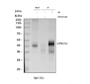 GPRC5A Antibody HeLa Cell IP. Immunoprecipitation of GPRC5A from HeLa whole cell lysate using GPRC5A Antibody, followed by Western blot analysis with the same antibody. Lane 1: HeLa input lysate (30 ug); Lane 2: rabbit control IgG immunoprecipitation; Lane 3: GPRC5A immunoprecipitation using 2 ug of GPRC5A Antibody from 500 ug of HeLa lysate. A specific band is enriched between approximately 37-50 kDa in the GPRC5A immunoprecipitation sample, while no corresponding band is detected in the control IgG lane, confirming specific immunoprecipitation of GPRC5A. These results support the use of GPRC5A Antibody / Retinoic Acid Inducible GPCR Antibody for immunoprecipitation, protein interaction studies and GPCR signaling research.