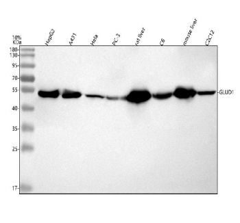 Western blot analysis of GLUD1 using anti-GLUD1 antibody. Electrophoresis was performed on a 10% SDS-PAGE gel at 80V (Stacking gel) / 120V (Resolving gel) for 2 hours. Lane 1: human HepG2 whole cell lysates, Lane 2: human whole cell lysates, Lane 3: human Hela whole cell lysates, Lane 4: human PC-3 whole cell lysates. Lane 5: rat liver tissue lysates, Lane 6: rat C6 whole cell lysates, Lane 7: mouse liver tissue lysates, Lane 8: mouse C2C12 whole cell lysates. After electrophoresis, proteins were transferred to a nitrocellulose membrane at 150 mA for 50-90 minutes. Blocked the membrane with 5% non-fat milk/TBS for 1.5 hour at RT. The membrane was incubated with rabbit anti-GLUD1 antibody at 0.5 ug/ml overnight at 4oC, then washed with TBS-0.1%Tween 3 times with 5 minutes each and probed with a goat anti-rabbit IgG-HRP secondary antibody at a dilution of 1:5000 for 1.5 hour at RT. The signal is developed using an ECL Plus Western Blotting Substrate with Tanon 5200 system. A predominant band is detected at ~50â55 kDa across samples, consistent with the mature, presequence-cleaved mitochondrial form of glutamate dehydrogenase, which migrates faster than the ~61 kDa precursor.
