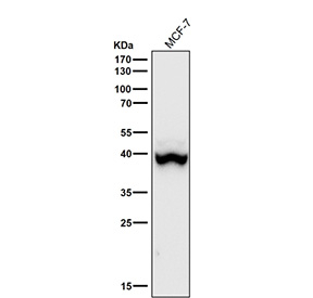 Western blot using the Phospho-p38 (pThr180) antibody and MCF-7 cell lysate shows a predominant band at ~38-40 kDa consistent with p38 alpha, with a faint higher species (~41-42 kDa) attributable to p38 beta or a more highly phosphorylated pool.