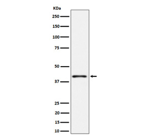 Western blot analysis of Phospho-p38 (pT180) expression in lysate from HeLa cells treated with anisomycin, using Phospho-p38 (pThr180) antibody. Expected molecular weight ~38 kDa.