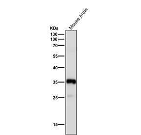 Western blot testing of mouse brain tissue lysate using the Phospho-Nucleophosmin (pSer125) antibody at 1:3000 dilution for 1 hour at room temperature. A predominant band is observed at ~35 kDa, consistent with phosphorylated NPM1 migrating slightly above its predicted 33 kDa. An additional ~26 kDa species is detected, consistent with a Ser125-containing proteolytic fragment of NPM1 that appears in some cell lysates.