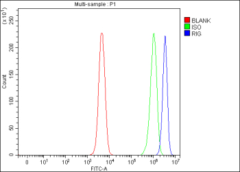 Flow Cytometry analysis of SH-SY5Y cells using anti-RIG antibody. Overlay histogram showing SH-SY5Y cells stained with (Blue line). To facilitate intracellular staining, cells were fixed with 4% paraformaldehyde and permeabilized with permeabilization buffer. The cells were blocked with 10% normal goat serum. And then incubated with rabbit anti-RIG antibody (1 ug/million cells) for 30 min at 20oC. DyLight 488 conjugated goat anti-rabbit IgG (5-10 ug/million cells) was used as secondary antibody for 30 minutes at 20oC. Isotype control antibody (Green line) was rabbit IgG (1 ug/million cells) used under the same conditions. Unlabelled sample (Red line) was also used as a control.