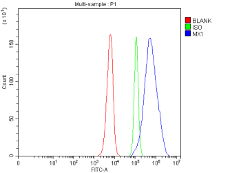 MX1 Antibody SiHa FACS. Flow cytometric analysis of fixed and permeabilized SiHa cells using MX1 Antibody / Antiviral Response Protein Antibody demonstrates a pronounced rightward shift of the MX1-positive population (blue) relative to both the isotype control (green) and unstained control (red), consistent with intracellular expression of MX1. Also known as Myxovirus Resistance Protein 1 (MxA), MX1 is an interferon-inducible dynamin-like GTPase that functions as a key mediator of innate antiviral immunity and host defense. MX1 is activated downstream of interferon signaling pathways and contributes to restriction of viral replication through multiple antiviral mechanisms. The distinct fluorescence shift supports the utility of this antibody for flow cytometric detection of MX1 expression and evaluation of interferon-responsive antiviral pathways. Cells were fixed, permeabilized, and stained using rabbit anti-MX1 antibody followed by DyLight 488-conjugated secondary antibody detection.