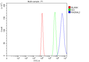 Flow Cytometry analysis of HEL cells using anti-RAD54L2 antibody. Overlay histogram showing HEL cells stained with (Blue line). To facilitate intracellular staining, cells were fixed with 4% paraformaldehyde and permeabilized with permeabilization buffer. The cells were blocked with 10% normal goat serum. And then incubated with rabbit anti-RAD54L2 antibody (1 ug/million cells) for 30 min at 20oC. DyLight 488 conjugated goat anti-rabbit IgG (5-10 ug/million cells) was used as secondary antibody for 30 minutes at 20oC. Isotype control antibody (Green line) was rabbit IgG (1 ug/million cells) used under the same conditions. Unlabelled sample (Red line) was also used as a control.