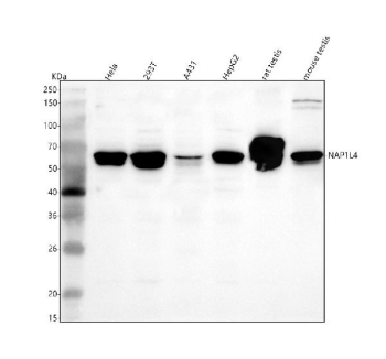 Western blot analysis of NAP1L4 using anti-NAP1L4 antibody. Lane 1: human Hela whole cell lysates, Lane 2: human 293T whole cell lysates, Lane 3: human whole cell lysates, Lane 4: human HepG2 whole cell lysates, Lane 5: rat testis tissue lysates, Lane 6: mouse testis tissue lysates. After electrophoresis, proteins were transferred to a nitrocellulose membrane at 150 mA for 50-90 minutes. Blocked the membrane with 5% non-fat milk/TBS for 1.5 hour at RT. The membrane was incubated with rabbit anti-NAP1L4 antibody at 0.5 ug/ml overnight at 4oC, then washed with TBS-0.1%Tween 3 times with 5 minutes each and probed with a goat anti-rabbit IgG-HRP secondary antibody at a dilution of 1:5000 for 1.5 hour at RT. The signal was developed using enhanced chemiluminescent. A major doublet is detected at approximately 65 kDa, higher than the predicted 43 kDa molecular weight. This slower migration is characteristic of NAP1 family histone chaperones and reflects acidic domain composition and post-translational modifications, including phosphorylation and acetylation, which generate distinct electrophoretic species of NAP1L4 on SDS-PAGE.