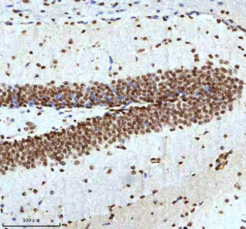 Immunohistochemical staining of Histone H3 using anti-Histone H3 antibody. Histone H3 was detected in a paraffin-embedded section of mouse brain tissue. Heat mediated antigen retrieval was performed in EDTA buffer (pH 8.0, epitope retrieval solution). The tissue section was blocked with 10% goat serum. The tissue section was then incubated with 2 ug/ml rabbit anti-Histone H3 antibody overnight at 4oC. Peroxidase Conjugated Goat Anti-rabbit IgG was used as secondary antibody and incubated for 30 minutes at 37oC. The tissue section was developed using an HRP secondary and DAB substrate.