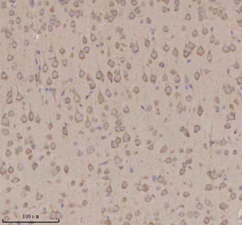 Immunohistochemical staining of OPN3 using anti-OPN3 antibody. OPN3 was detected in a paraffin-embedded section of mouse brain tissue. Heat mediated antigen retrieval was performed in EDTA buffer (pH 8.0, epitope retrieval solution). The tissue section was blocked with 10% goat serum. The tissue section was then incubated with 2 ug/ml rabbit anti-OPN3 antibody overnight at 4oC. Peroxidase Conjugated Goat Anti-rabbit IgG was used as secondary antibody and incubated for 30 minutes at 37oC. The tissue section was developed using an HRP secondary and DAB substrate.