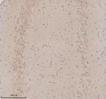 Immunohistochemical staining of OPN3 using anti-OPN3 antibody. OPN3 was detected in a paraffin-embedded section of rat brain tissue. Heat mediated antigen retrieval was performed in EDTA buffer (pH 8.0, epitope retrieval solution). The tissue section was blocked with 10% goat serum. The tissue section was then incubated with 2 ug/ml rabbit anti-OPN3 antibody overnight at 4oC. Peroxidase Conjugated Goat Anti-rabbit IgG was used as secondary antibody and incubated for 30 minutes at 37oC. The tissue section was developed using an HRP secondary and DAB substrate.