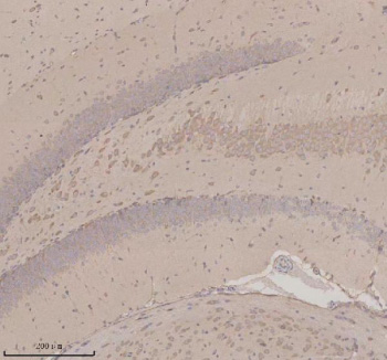 Immunohistochemical staining of OPN3 using anti-OPN3 antibody. OPN3 was detected in a paraffin-embedded section of mouse brain tissue. Heat mediated antigen retrieval was performed in EDTA buffer (pH 8.0, epitope retrieval solution). The tissue section was blocked with 10% goat serum. The tissue section was then incubated with 2 ug/ml rabbit anti-OPN3 antibody overnight at 4oC. Peroxidase Conjugated Goat Anti-rabbit IgG was used as secondary antibody and incubated for 30 minutes at 37oC. The tissue section was developed using an HRP secondary and DAB substrate.