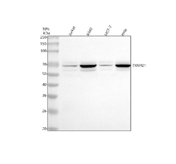 Western blot analysis of TXNRD1 using anti-TXNRD1 antibody. Lane 1: human Jurkat whole cell lysates, Lane 2: human whole cell lysates, Lane 3: human MCF-7 whole cell lysates, Lane 4: human Hela whole cell lysates. After electrophoresis, proteins were transferred to a nitrocellulose membrane at 150 mA for 50-90 minutes. Blocked the membrane with 5% non-fat milk/TBS for 1.5 hour at RT. The membrane was incubated with rabbit anti-TXNRD1 antibody at 0.5 ug/ml overnight at 4oC, then washed with TBS-0.1%Tween 3 times with 5 minutes each and probed with a goat anti-rabbit IgG-HRP secondary antibody at a dilution of 1:5000 for 1.5 hour at RT. The signal was developed using enhanced chemiluminescent. A strong band is detected at ~65 kDa, with a weaker band at ~60 kDa, while the theoretical molecular weight of TXNRD1 is ~71 kDa. This downward shift is commonly reported and reflects the migration properties of the cytosolic selenoprotein, which often runs ~5-10 kDa lower than predicted. The two bands likely correspond to the major TXNRD1 isoform (~65 kDa) and a C-terminally truncated variant (~60 kDa) lacking the selenocysteine-containing tail.