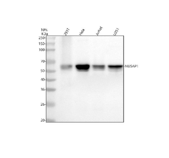 Western blot analysis of NUSAP1 using anti-NUSAP1 antibody. Electrophoresis was performed on a 10% SDS-PAGE gel at 80V (Stacking gel) / 120V (Resolving gel) for 2 hours. Lane 1: human 293T whole cell lysates, Lane 2: human Hela whole cell lysates, Lane 3: human Jurkat whole cell lysates, Lane 4: human U251 whole cell lysates. After electrophoresis, proteins were transferred to a nitrocellulose membrane at 150 mA for 50-90 minutes. Blocked the membrane with 5% non-fat milk/TBS for 1.5 hour at RT. The membrane was incubated with rabbit anti-NUSAP1 antibody at 1:1000 overnight at 4oC, then washed with TBS-0.1%Tween 3 times with 5 minutes each and probed with a goat anti-rabbit IgG-HRP secondary antibody at a dilution of 1:5000 for 1.5 hour at RT. The signal was developed using an ECL Plus Western Blotting Substrate. A single dominant band is detected at ~55-60 kDa, above the predicted ~49 kDa. The higher apparent size is well documented for NUSAP1 and reflects extensive mitotic phosphorylation and the proteinâs coiled-coil/basic composition, which together cause slower electrophoretic mobility. Where present, subtle band broadening or minor adjacent bands likely represent differential phosphorylation states of NUSAP1.