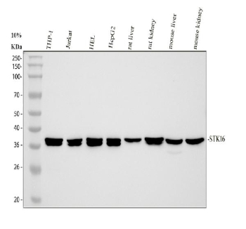 Western blot analysis of STK16 using anti-STK16 antibody. Electrophoresis was performed on % SDS-PAGE gel at 80V (Stacking gel) / 120V (Resolving gel) for 2 hours. Lane 1: human THP-1 whole cell lysates, Lane 2: human Jurkat whole cell lysates, Lane 3: human HEL whole cell lysates, Lane 4: human HepG2 whole cell lysates, Lane 5: rat liver tissue lysates, Lane 6: rat kidney tissue lysates, Lane 7: mouse liver tissue lysates, Lane 8: mouse kidney tissue lysates. After electrophoresis, proteins were transferred to a nitrocellulose membrane at 150 mA for 50-90 minutes. Blocked the membrane with 5% non-fat milk/TBS for 1.5 hour at RT. The membrane was incubated with rabbit anti-STK16 antibody at 0.5 ug/ml overnight at 4oC, then washed with TBS-0.1%Tween 3 times with 5 minutes each and probed with a goat anti-rabbit IgG-HRP secondary antibody at a dilution of 1:5000 for 1.5 hour at RT. The signal is developed using an ECL Plus Western Blotting Substratewith Tanon 5200 system. A doublet is detected at ~37 kDa, consistent with the predicted size of STK16. The two bands likely reflect differential phosphorylation states of STK16 (upper, phosphorylated; lower, less phosphorylated). STK16 is N-myristoylated/palmitoylated for membrane association, and autophosphorylation commonly produces this closely spaced doublet on SDS-PAGE.