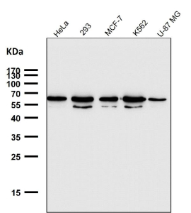 Western blot testing of human samples using the GTF2E1 antibody at 1:1000 dilution for 1 hour at room temperature. A dominant band is detected at ~60-65 kDa with a second band at ~50-55 kDa, although the calculated molecular weight is ~49 kDa. The higher-migrating species is consistent with hyper-phosphorylated TFIIE alpha during transcription initiation, while the lower band represents a less-phosphorylated form.