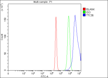 Flow Cytometry analysis of 293T cells using anti-TTC36 antibody. Overlay histogram showing 293T cells stained with (Blue line). To facilitate intracellular staining, cells were fixed with 4% paraformaldehyde and permeabilized with permeabilization buffer. The cells were blocked with 10% normal goat serum. And then incubated with rabbit anti-TTC36 antibody (1 ug/million cells) for 30 min at 20oC. DyLight 488 conjugated goat anti-rabbit IgG (5-10 ug/million cells) was used as secondary antibody for 30 minutes at 20oC. Isotype control antibody (Green line) was rabbit IgG (1 ug/million cells) used under the same conditions. Unlabelled sample (Red line) was also used as a control.