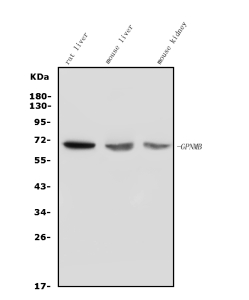 Western blot analysis of GPNMB using anti-GPNMB antibody. The sample well of each lane was loaded with 30ug of sample under reducing conditions. Lane 1: rat liver tissue lysates, Lane 2: mouse liver tissue lysates, Lane 3: mouse kidney tissue lysates. After Electrophoresis, proteins were transferred to a Nitrocellulose membrane at 150mA for 50-90 minutes. Blocked the membrane with 5% Non-fat Milk/ TBS for 1.5 hour at RT. The membrane was incubated with rabbit anti-GPNMB antibody at 0.5 ug/ml overnight at 4oC, then washed with TBS-0.1%Tween 3 times with 5 minutes each and probed with a goat anti-rabbit IgG-HRP secondary antibody at a dilution of 1:5000 for 1.5 hour at RT. The signal was developed using enhanced chemiluminescent. The expected molecular weight of unglycosylated GPNMB is at ~64 kDa.
