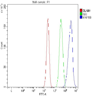 Flow Cytometry analysis of cells using anti-MAP1B antibody. Overlay histogram showing cells stained with (Blue line). To facilitate intracellular staining, cells were fixed with 4% paraformaldehyde and permeabilized with permeabilization buffer. The cells were blocked with 10% normal goat serum. And then incubated with rabbit anti-MAP1B antibody (1 ug/million cells) for 30 min at 20oC. DyLight 488 conjugated goat anti-rabbit IgG (5-10 ug/million cells) was used as secondary antibody for 30 minutes at 20oC. Isotype control antibody (Green line) was rabbit IgG (1 ug/million cells) used under the same conditions. Unlabelled sample without incubation with primary antibody and secondary antibody (Red line) was used as a blank control.