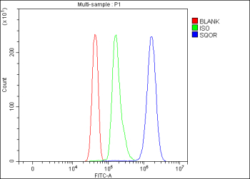 Flow Cytometry analysis of JK cells using anti-SQOR antibody. Overlay histogram showing JK cells stained with (Blue line). To facilitate intracellular staining, cells were fixed with 4% paraformaldehyde and permeabilized with permeabilization buffer. The cells were blocked with 10% normal goat serum. And then incubated with rabbit anti-SQOR antibody (1 ug/million cells) for 30 min at 20oC. DyLight 488 conjugated goat anti-rabbit IgG (5-10 ug/million cells) was used as secondary antibody for 30 minutes at 20oC. Isotype control antibody (Green line) was rabbit IgG (1 ug/million cells) used under the same conditions. Unlabelled sample (Red line) was also used as a control.