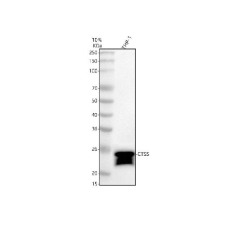 Western blot analysis of CTSS using anti-CTSS antibody. Electrophoresis was performed on a 10% SDS-PAGE gel at 80V (Stacking gel) / 120V (Resolving gel) for 2 hours. Lane 1: human THP-1 whole cell lysates. After electrophoresis, proteins were transferred to a nitrocellulose membrane at 150 mA for 50-90 minutes. Blocked the membrane with 5% non-fat milk/TBS for 1.5 hour at RT. The membrane was incubated with rabbit anti-CTSS antibody at 0.5 ug/ml overnight at 4oC, then washed with TBS-0.1%Tween 3 times with 5 minutes each and probed with a goat anti-rabbit IgG-HRP secondary antibody at a dilution of 1:5000 for 1.5 hour at RT. The signal was developed using an ECL Plus Western Blotting Substrate. CTSS antibody detects a predominant ~25 kDa band in THP-1 lysate, consistent with the mature heavy chain of cathepsin S. A weaker ~37 kDa species corresponding to the zymogen may be present in some samples, and occasional lower fragments likely reflect additional processing during or after activation.