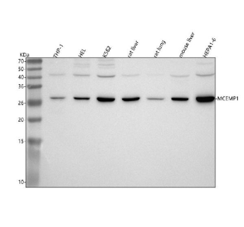 Western blot analysis of MCEMP1 using anti-MCEMP1 antibody. Lane 1: human THP-1 whole cell lysates, Lane 2: human HEL whole cell lysates, Lane 3: human K562 whole cell lysates, Lane 4: rat liver tissue lysates, Lane 5: rat lung tissue lysates, Lane 6: mouse liver tissue lysates, Lane 7: mouse Hepa1-6 whole cell lysates. After electrophoresis, proteins were transferred to a nitrocellulose membrane at 150 mA for 50-90 minutes. Blocked the membrane with 5% non-fat milk/TBS for 1.5 hour at RT. The membrane was incubated with rabbit anti-MCEMP1 antibody at 0.5 ug/ml overnight at 4oC, then washed with TBS-0.1%Tween 3 times with 5 minutes each and probed with a goat anti-rabbit IgG-HRP secondary antibody at a dilution of 1:5000 for 1.5 hour at RT. The signal was developed using enhanced chemiluminescent. MCEMP1 antibody detects a single band at ~28 kDa across the indicated samples. Although the calculated mass is ~21 kDa, MCEMP1 is a glycosylated, single-pass membrane protein that commonly migrates at ~27-30 kDa on SDS-PAGE.