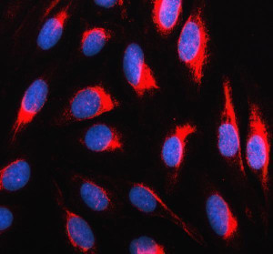 P4HA1 Antibody U-2 OS Cell IF. Immunofluorescence was performed on U-2 OS cells using P4HA1 Antibody (red). Enzyme-mediated antigen retrieval was performed prior to incubation with the primary antibody at 5 ug/ml. A Cy3-conjugated goat anti-rabbit IgG secondary antibody was used for detection, and nuclei were counterstained with DAPI (blue). Strong cytoplasmic staining with a reticular, perinuclear distribution is observed, consistent with the endoplasmic reticulum localization of P4HA1 as a key enzyme involved in collagen biosynthesis and post-translational collagen modification. These results demonstrate that this Collagen Biosynthesis Enzyme Antibody is suitable for immunofluorescent detection of endogenous P4HA1 in human U-2 OS cells.