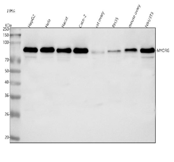 Western blot analysis of MYORG using anti-MYORG antibody. Lane 1: human HepG2 whole cell lysates, Lane 2: human Hela whole cell lysates, Lane 3: human Hacat whole cell lysates, Lane 4: human Caco-2 whole cell lysates, Lane 5: rat ovary tissue lysates, Lane 6: rat RH35 whole cell lysates, Lane 7: mouse ovary tissue lysates, Lane 8: mouse NIH/3T3 whole cell lysates. After electrophoresis, proteins were transferred to a nitrocellulose membrane at 150 mA for 50-90 minutes. Blocked the membrane with 5% non-fat milk/TBS for 1.5 hour at RT. The membrane was incubated with rabbit anti-MYORG antibody at 0.5 ug/ml overnight at 4oC, then washed with TBS-0.1%Tween 3 times with 5 minutes each and probed with a goat anti-rabbit IgG-HRP secondary antibody at a dilution of 1:5000 for 1.5 hour at RT. The signal was developed using enhanced chemiluminescent. The expected molecular weight of MYORG is ~81 kDa.
