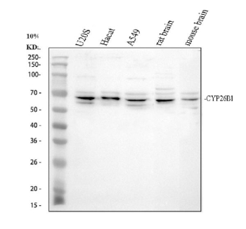 Western blot analysis of CYP26B1 using anti-CYP26B1 antibody. Electrophoresis was performed on a 10% SDS-PAGE gel at 80V (Stacking gel) / 120V (Resolving gel) for 2 hours. Lane 1: human U2OS whole cell lysates, Lane 2: human Hacat whole cell lysates, Lane 3: human whole cell lysates, Lane 4: rat brain tissue lysates, Lane 5: mouse brain tissue lysates. After electrophoresis, proteins were transferred to a nitrocellulose membrane at 150 mA for 50-90 minutes. Blocked the membrane with 5% non-fat milk/TBS for 1.5 hour at RT. The membrane was incubated with rabbit anti-CYP26B1 antibody at 0.5 ug/ml overnight at 4oC, then washed with TBS-0.1%Tween 3 times with 5 minutes each and probed with a goat anti-rabbit IgG-HRP secondary antibody at a dilution of 1:5000 for 1.5 hour at RT. The signal is developed using an ECL Plus Western Blotting Substratewith Tanon 5200 system. CYP26B1 antibody detects a predominant band at ~65 kDa in the indicated samples, with lighter bands just above and below. Although the predicted mass is ~58 kDa, ER-anchored cytochrome P450s often migrate slower on SDS-PAGE due to their transmembrane N-terminus. The closely spaced bands are consistent with differential phosphorylation and minor N-terminal processing.