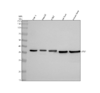 Western blot analysis of LRG1 using anti-LRG1 antibody. Electrophoresis was performed on a 10% SDS-PAGE gel at 80V (Stacking gel) / 120V (Resolving gel) for 2 hours. Lane 1: human THP-1 whole cell lysates, Lane 2: human HepG2 whole cell lysates, Lane 3: human K562 whole cell lysates, Lane 4: rat liver tissue lysates, Lane 5: mouse liver tissue lysates. After electrophoresis, proteins were transferred to a nitrocellulose membrane at 150 mA for 50-90 minutes. Blocked the membrane with 5% non-fat milk/TBS for 1.5 hour at RT. The membrane was incubated with rabbit anti-LRG1 antibody at 0.5 ug/ml overnight at 4oC, then washed with TBS-0.1%Tween 3 times with 5 minutes each and probed with a goat anti-rabbit IgG-HRP secondary antibody at a dilution of 1:5000 for 1.5 hour at RT. The signal was developed using an ECL Plus Western Blotting Substrate. A specific band was detected for LRG1 at approximately 38 kDa. The expected molecular weight of LRG1 is at 38 kDa.