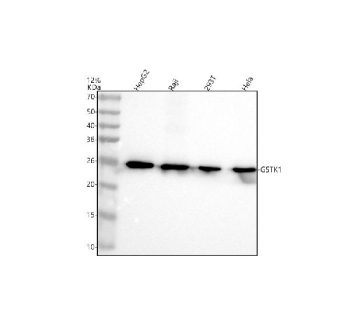 Western blot analysis of GSTK1 using anti-GSTK1 antibody. Electrophoresis was performed on a 12% SDS-PAGE gel at 80V (Stacking gel) / 120V (Resolving gel) for 2 hours. Lane 1: human HepG2 whole cell lysates, Lane 2: human Raji whole cell lysates, Lane 3: human 293T whole cell lysates, Lane 4: human Hela whole cell lysates. After electrophoresis, proteins were transferred to a nitrocellulose membrane at 150 mA for 50-90 minutes. Blocked the membrane with 5% non-fat milk/TBS for 1.5 hour at RT. The membrane was incubated with rabbit anti-GSTK1 antibody at 0.5 ug/ml overnight at 4oC, then washed with TBS-0.1%Tween 3 times with 5 minutes each and probed with a goat anti-rabbit IgG-HRP secondary antibody at a dilution of 1:5000 for 1.5 hour at RT. The signal was developed using an ECL Plus Western Blotting Substrate. The expected molecular weight of GSTK1 is ~25 kDa.