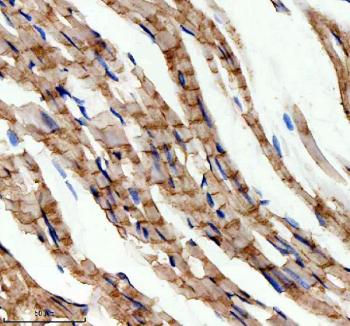 Immunohistochemical staining of GSTK1 using anti-GSTK1 antibody. GSTK1 was detected in a paraffin-embedded section of mouse heart tissue. Heat mediated antigen retrieval was performed in EDTA buffer (pH 8.0, epitope retrieval solution). The tissue section was blocked with 10% goat serum. The tissue section was then incubated with 2 ug/ml rabbit anti-GSTK1 antibody overnight at 4oC. Peroxidase Conjugated Goat Anti-rabbit IgG was used as secondary antibody and incubated for 30 minutes at 37oC. The tissue section was developed using an HRP secondary and DAB substrate.