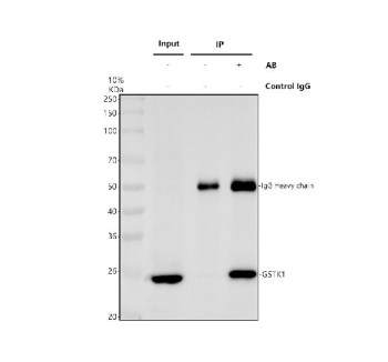 Immunoprecipitating GSTK1 in 293T whole cell lysate. Western blot analysis of GSTK1 using anti-GSTK1 antibody. Lane 1: 293T whole cell lysates (30ug), Lane 2: Rabbit control IgG instead of anti-GSTK1 antibody in 293T whole cell lysate, Lane 3: anti-GSTK1 antibody (2ug) + 293T whole cell lysate (500ug). After electrophoresis, proteins were transferred to a membrane. Then the membrane was incubated with rabbit anti-GSTK1 antibody at a dilution of 0.5 ug/ml and probed with a goat anti-rabbit IgG-HRP secondary antibody. The signal is developed using ECL Plus Western Blotting Substrate. A specific band was detected for GSTK1 at approximately 26 kDa. The expected molecular weight of GSTK1 is at 25 kDa.