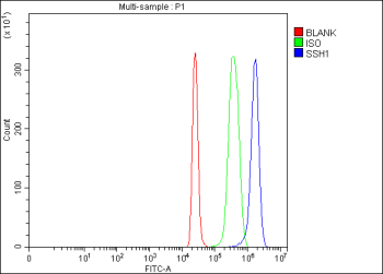 Flow Cytometry analysis of 293T cells using anti-SSH1 antibody. Overlay histogram showing 293T cells stained with (Blue line). To facilitate intracellular staining, cells were fixed with 4% paraformaldehyde and permeabilized with permeabilization buffer. The cells were blocked with 10% normal goat serum. And then incubated with rabbit anti-SSH1 antibody (1 ug/million cells) for 30 min at 20oC. DyLight 488 conjugated goat anti-rabbit IgG (5-10 ug/million cells) was used as secondary antibody for 30 minutes at 20oC. Isotype control antibody (Green line) was rabbit IgG (1 ug/million cells) used under the same conditions. Unlabelled sample (Red line) was also used as a control.