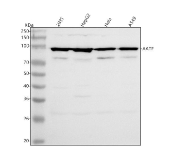 Western blot analysis of AATF using anti-AATF antibody. Lane 1: human 293T whole cell lysates, Lane 2: human HepG2 whole cell lysates, Lane 3: human Hela whole cell lysates, Lane 4: human whole cell lysates. After electrophoresis, proteins were transferred to a nitrocellulose membrane at 150 mA for 50-90 minutes. Blocked the membrane with 5% non-fat milk/TBS for 1.5 hour at RT. The membrane was incubated with rabbit anti-AATF antibody at 0.5 ug/ml overnight at 4oC, then washed with TBS-0.1%Tween 3 times with 5 minutes each and probed with a goat anti-rabbit IgG-HRP secondary antibody at a dilution of 1:5000 for 1.5 hour at RT. The signal was developed using enhanced chemiluminescent. AATF antibody detects a predominant band at ~95 kDa with a weaker band at ~75-80 kDa, likely a less-modified or partially trimmed form. Although the theoretical mass is ~63 kDa, AATF is a nuclear phosphoprotein that migrates slower on SDS-PAGE due to extensive phosphorylation and acidic, low-complexity regions.