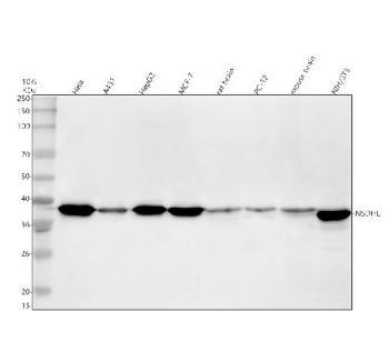 Western blot analysis of NSDHL using anti-NSDHL antibody. Electrophoresis was performed on a 10% SDS-PAGE gel at 80V (Stacking gel) / 120V (Resolving gel) for 2 hours. Lane 1: human Hela whole cell lysates, Lane 2: human whole cell lysates, Lane 3: human HepG2 whole cell lysates, Lane 4: human MCF-7 whole cell lysates, Lane 5: rat brain tissue lysates, Lane 6: rat PC-12 whole cell lysates, Lane 7: mouse brain tissue lysates, Lane 8: mouse NIH/3T3 whole cell lysates. After electrophoresis, proteins were transferred to a nitrocellulose membrane at 150 mA for 50-90 minutes. Blocked the membrane with 5% non-fat milk/TBS for 1.5 hour at RT. The membrane was incubated with rabbit anti-NSDHL antibody at 0.5 ug/ml overnight at 4oC, then washed with TBS-0.1%Tween 3 times with 5 minutes each and probed with a goat anti-rabbit IgG-HRP secondary antibody at a dilution of 1:5000 for 1.5 hour at RT. The signal was developed using an ECL Plus Western Blotting Substrate. NSDHL antibody detects a single band migrating at ~38 kDa across the indicated cell and tissue lysates. Although the theoretical molecular weight is ~42 kDa, NSDHL is an ER-associated membrane protein that typically migrates faster on SDS-PAGE due to signal peptide cleavage and altered SDS binding. The observed size is consistent with published reports of the mature NSDHL form.