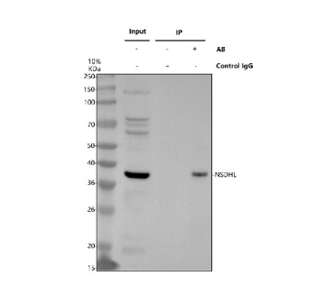 Immunoprecipitating NSDHL in Hela whole cell lysate. Western blot analysis of NSDHL using anti-NSDHL antibody. Lane 1: Hela whole cell lysates (30ug), Lane 2: Rabbit control IgG instead of anti-NSDHL antibody in Hela whole cell lysate, Lane 3: anti-NSDHL antibody (2ug) + Hela whole cell lysate (500ug). After electrophoresis, proteins were transferred to a membrane. Then the membrane was incubated with rabbit anti-NSDHL antibody at a dilution of 0.5 ug/ml and probed with a mouse anti-rabbit IgG-HRP secondary antibody. The signal is developed using ECL Plus Western Blotting Substrate. A specific band was detected for NSDHL at approximately 38 kDa. The expected molecular weight of NSDHL is at 42 kDa.