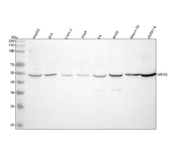 Western blot analysis of NR1H3 using anti-NR1H3 antibody. Lane 1: human HepG2 whole cell lysates, Lane 2: human RT4 whole cell lysates, Lane 3: human Caco-2 whole cell lysates, Lane 4: human whole cell lysates, Lane 5: rat C6 whole cell lysates, Lane 6: rat RH35 whole cell lysates, Lane 7: mouse Neuro-2a whole cell lysates, Lane 8: mouse HEPA1-6 whole cell lysates. After electrophoresis, proteins were transferred to a nitrocellulose membrane at 150 mA for 50-90 minutes. Blocked the membrane with 5% non-fat milk/TBS for 1.5 hour at RT. The membrane was incubated with rabbit anti-NR1H3 antibody at 0.5 ug/ml overnight at 4oC, then washed with TBS-0.1%Tween 3 times with 5 minutes each and probed with a goat anti-rabbit IgG-HRP secondary antibody at a dilution of 1:5000 for 1.5 hour at RT. The signal was developed using enhanced chemiluminescent. A specific band was detected for NR1H3 at approximately 50 kDa. The expected molecular weight of NR1H3 is ~50 kDa.