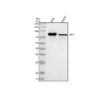 Western blot analysis of LRIF1 using anti-LRIF1 antibody. Electrophoresis was performed on a 10% SDS-PAGE gel at 80V (Stacking gel) / 120V (Resolving gel) for 2 hours. Lane 1: human K562 whole cell lysates, Lane 2: human HepG2 whole cell lysates. After electrophoresis, proteins were transferred to a nitrocellulose membrane at 150 mA for 50-90 minutes. Blocked the membrane with 5% non-fat milk/TBS for 1.5 hour at RT. The membrane was incubated with rabbit anti-LRIF1 antibody at 0.5 ug/ml overnight at 4oC, then washed with TBS-0.1%Tween 3 times with 5 minutes each and probed with a goat anti-rabbit IgG-HRP secondary antibody at a dilution of 1:5000 for 1.5 hour at RT. The signal was developed using an ECL Plus Western Blotting Substrate. The expected molecular weight of LRIF1 is at 85 kDa.