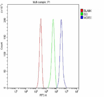 Flow Cytometry analysis of JK cells using anti-WDR55 antibody. Overlay histogram showing JK cells stained with (Blue line). To facilitate intracellular staining, cells were fixed with 4% paraformaldehyde and permeabilized with permeabilization buffer. The cells were blocked with 10% normal goat serum. And then incubated with rabbit anti-WDR55 antibody (1 ug/million cells) for 30 min at 20oC. DyLight 488 conjugated goat anti-rabbit IgG (5-10 ug/million cells) was used as secondary antibody for 30 minutes at 20oC. Isotype control antibody (Green line) was rabbit IgG (1 ug/million cells) used under the same conditions. Unlabelled sample without incubation with primary antibody and secondary antibody (Red line) was used as a blank control.