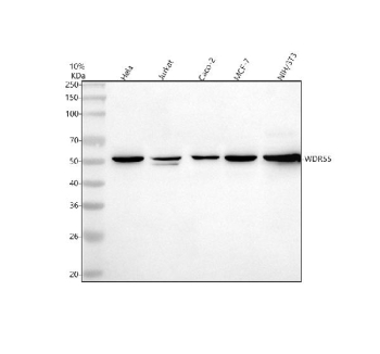 Western blot analysis of WDR55 using anti-WDR55 antibody. Lane 1: human Hela whole cell lysates, Lane 2: human Jurkat whole cell lysates, Lane 3: human Caco-2 whole cell lysates, Lane 4: human MCF-7 whole cell lysates. After electrophoresis, proteins were transferred to a nitrocellulose membrane at 150 mA for 50-90 minutes. Blocked the membrane with 5% non-fat milk/TBS for 1.5 hour at RT. The membrane was incubated with rabbit anti-WDR55 antibody at 0.5 ug/ml overnight at 4oC, then washed with TBS-0.1%Tween 3 times with 5 minutes each and probed with a goat anti-rabbit IgG-HRP secondary antibody at a dilution of 1:5000 for 1.5 hour at RT. The signal was developed using enhanced chemiluminescent. WDR55 antibody detects a single band at ~50 kDa across the indicated samples. Although the theoretical mass is ~42 kDa, WD-repeat nucleolar proteins commonly migrate slower due to sequence composition and phosphorylation.
