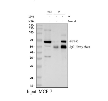 Immunoprecipitating (IP) PUF60 in MCF-7 whole cell lysate. Western blot analysis of PUF60 using anti-PUF60 antibody; Lane 1: MCF-7 whole cell lysates (30ug); Lane 2: Rabbit control IgG instead of anti-PUF60 antibody in MCF-7 whole cell lysate; Lane 3: anti-PUF60 antibody (2ug) + MCF-7 whole cell lysate (500ug). After electrophoresis, proteins were transferred to a membrane. Then the membrane was incubated with rabbit anti-PUF60 antibody at a dilution of 0.5 ug/ml and probed with a goat anti-rabbit IgG-HRP secondary antibody. The signal is developed using ECL Plus Western Blotting Substrate. The expected molecular weight of PUF60 is at 60 kDa.