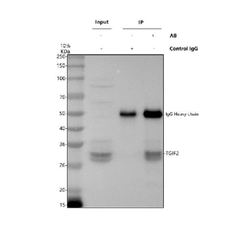 Immunoprecipitating TGIF2 in Jurkat whole cell lysate. Western blot analysis of TGIF2 using anti-TGIF2 antibody. Lane 1: Jurkat whole cell lysates (30ug), Lane 2: Rabbit control IgG instead of anti-TGIF2 antibody in Jurkat whole cell lysate, Lane 3: anti-TGIF2 antibody (2ug) + Jurkat whole cell lysate (500ug). After electrophoresis, proteins were transferred to a membrane. Then the membrane was incubated with rabbit anti-TGIF2 antibody at a dilution of 0.5 ug/ml and probed with a goat anti-rabbit IgG-HRP secondary antibody. The signal is developed using ECL Plus Western Blotting Substrate. TGIF2 antibody detects a doublet at ~26-30 kDa in Jurkat lysate. Although the theoretical mass is ~26-27 kDa, TGIF2 commonly shows a closely spaced pair consistent with differential phosphorylation and minor terminal processing.