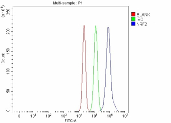 Flow Cytometry analysis of human RT4 cells using anti-NRF2 antibody. Overlay histogram showing RT4 cells stained with (Blue line). To facilitate intracellular staining, cells were fixed with 4% paraformaldehyde and permeabilized with permeabilization buffer. The cells were blocked with 10% normal goat serum. And then incubated with rabbit anti-NRF2 antibody (1 ug/million cells) for 30 min at 20oC. DyLight 488 conjugated goat anti-rabbit IgG (5-10 ug/million cells) was used as secondary antibody for 30 minutes at 20oC. Isotype control antibody (Green line) was rabbit IgG (1 ug/million cells) used under the same conditions. Unlabelled sample without incubation with primary antibody and secondary antibody (Red line) was used as a blank control.