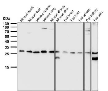 Western blot testing of mouse and rat samples using the PDGFB antibody at 1:3000 dilution for 1 hour at room temperature. Predicted molecular weight ~27 kDa. Light dimer banding may be observed at 40-50 kDa and multimers at 90-100 kDa.