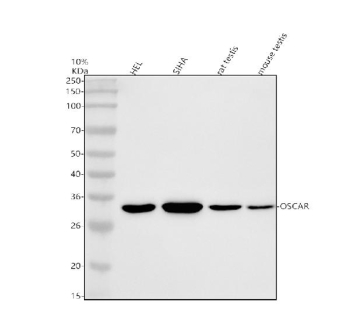 Western blot analysis of OSCAR using anti-OSCAR antibody. Electrophoresis was performed on a 10% SDS-PAGE gel at 80V (Stacking gel) / 120V (Resolving gel) for 2 hours. Lane 1: human HEL whole cell lysates, Lane 2: human SIHA whole cell lysates, Lane 3: rat testis tissue lysates, Lane 4: mouse testis tissue lysates. After electrophoresis, proteins were transferred to a nitrocellulose membrane at 150 mA for 50-90 minutes. Blocked the membrane with 5% non-fat milk/TBS for 1.5 hour at RT. The membrane was incubated with rabbit anti-OSCAR antibody at 0.5 ug/ml overnight at 4oC, then washed with TBS-0.1%Tween 3 times with 5 minutes each and probed with a goat anti-rabbit IgG-HRP secondary antibody at a dilution of 1:5000 for 1.5 hour at RT. The signal was developed using an ECL Plus Western Blotting Substrate. A specific band was detected for OSCAR at approximately 30 kDa. The expected molecular weight of OSCAR is ~30 kDa.