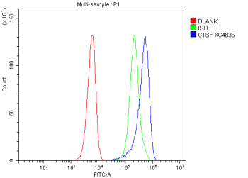 Flow Cytometry analysis of SiHa cells using anti-CTSF antibody. Overlay histogram showing SiHa cells stained with (Blue line). To facilitate intracellular staining, cells were fixed with 4% paraformaldehyde and permeabilized with permeabilization buffer. The cells were blocked with 10% normal goat serum. And then incubated with rabbit anti-CTSF antibody (1 ug/million cells) for 30 min at 20oC. DyLight 488 conjugated goat anti-rabbit IgG (5-10 ug/million cells) was used as secondary antibody for 30 minutes at 20oC. Isotype control antibody (Green line) was rabbit IgG (1 ug/million cells) used under the same conditions. Unlabelled sample without incubation with primary antibody and secondary antibody (Red line) was used as a blank control.