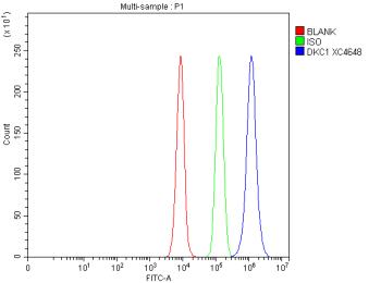 Flow Cytometry analysis of cells using anti-DKC1 antibody. Overlay histogram showing cells stained with (Blue line). To facilitate intracellular staining, cells were fixed with 4% paraformaldehyde and permeabilized with permeabilization buffer. The cells were blocked with 10% normal goat serum. And then incubated with rabbit anti-DKC1 antibody (1 ug/million cells) for 30 min at 20oC. DyLight 488 conjugated goat anti-rabbit IgG (5-10 ug/million cells) was used as secondary antibody for 30 minutes at 20oC. Isotype control antibody (Green line) was rabbit IgG (1 ug/million cells) used under the same conditions. Unlabelled sample without incubation with primary antibody and secondary antibody (Red line) was used as a blank control.