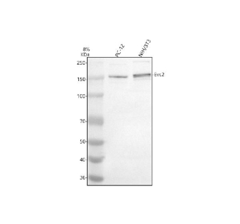 Western blot analysis of EVC2 using anti-EVC2 antibody. Electrophoresis was performed on a 8% SDS-PAGE gel at 80V (Stacking gel) / 120V (Resolving gel) for 2 hours. Lane 1: rat PC-12 whole cell lysates, Lane 2: mouse NIH/3T3 whole cell lysates. After electrophoresis, proteins were transferred to a nitrocellulose membrane at 150 mA for 50-90 minutes. Blocked the membrane with 5% non-fat milk/TBS for 1.5 hour at RT. The membrane was incubated with rabbit anti-EVC2 antibody at 0.5 ug/ml overnight at 4oC, then washed with TBS-0.1%Tween 3 times with 5 minutes each and probed with a goat anti-rabbit IgG-HRP secondary antibody at a dilution of 1:5000 for 1.5 hour at RT. The signal was developed using an ECL Plus Western Blotting Substrate. The predicted molecular weight of EVC2 is ~148 kDa.